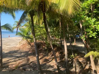 a group of palm trees on a sandy beach at Beach Front Bahia in Sámara