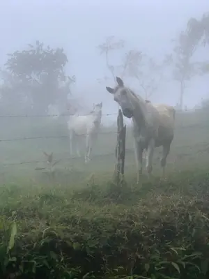 two horses standing in a field in the fog at Refugio San Antonio - 1500 acre Private Preserve in Guaria