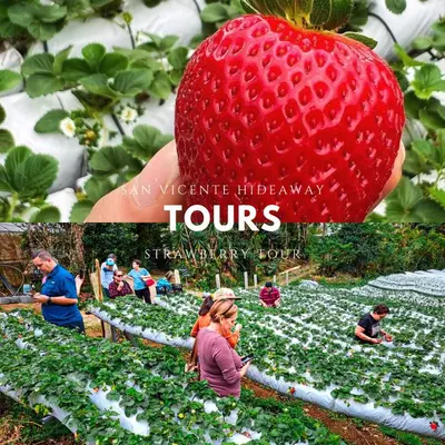 a group of people working in a strawberry garden at Hotel San Vicente Hideaway in Quesada