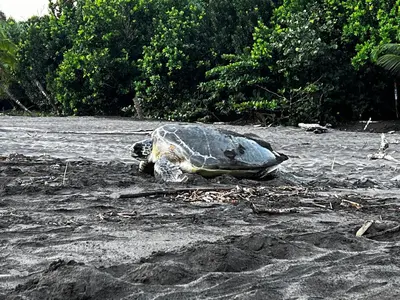 a green turtle laying on the ground in the sand at Natural Experience House in Tortuguero