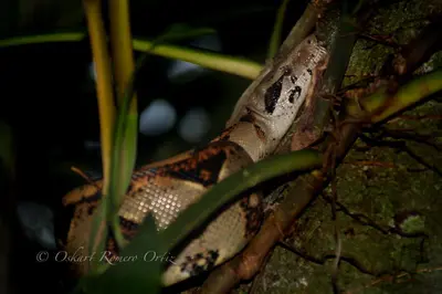 a snake is sitting on a tree branch at Natural Experience House in Tortuguero