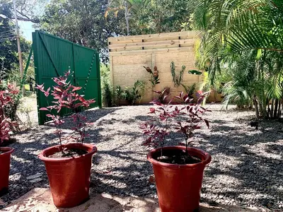 a group of potted plants in a garden at Ocean Melody 3 in Uvita