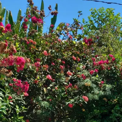 a bush of pink flowers with a blue sky in the background at A 2 minutes de la PLAGE chambre du bonheur CABALLO DEL MAR in Parrita