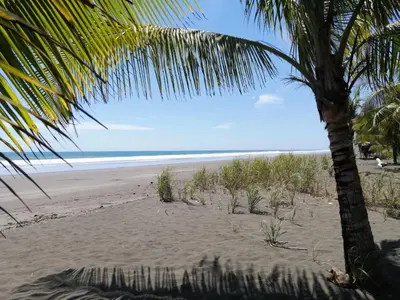 a beach with a palm tree and the ocean at A 2 minutes de la PLAGE chambre du bonheur CABALLO DEL MAR in Parrita