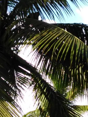 a close up of a palm tree at A 2 minutes de la PLAGE chambre du bonheur CABALLO DEL MAR in Parrita