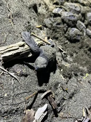 a small lizard on the ground with sticks and rocks at A 2 minutes de la PLAGE chambre du bonheur CABALLO DEL MAR in Parrita
