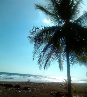 a palm tree on a beach with the ocean at Maison du Bonheur CABALLO DEL MAR sur la plage avec bassin de rafraichissement in Parrita