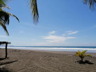 a beach with a palm tree and the ocean at Maison du Bonheur CABALLO DEL MAR sur la plage avec bassin de rafraichissement in Parrita