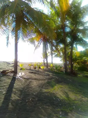 a group of palm trees on a sandy beach at Maison du Bonheur CABALLO DEL MAR sur la plage avec bassin de rafraichissement in Parrita