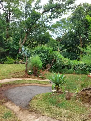 a dirt road with a plant in the middle at Cabaña de montaña Queca in Poás