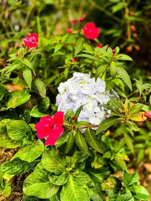 a group of red and white flowers in a garden at Cabaña de montaña Queca in Poás