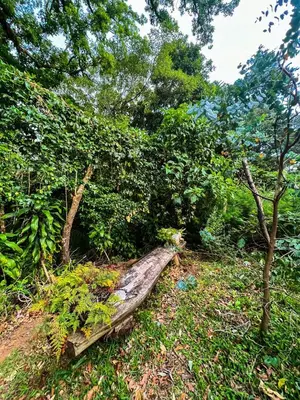 a log laying on the ground in a forest at Cabaña de montaña Queca in Poás