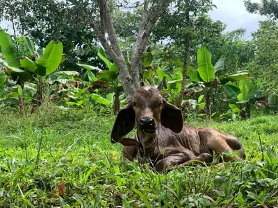 a brown goat laying in the grass at La Muñequita Lodge 2 - culture & nature experience in Palmar Sur