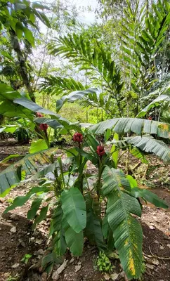 a plant with green leaves and red flowers at Jaco-Carara 3 bdrm surrounded by rainforest with private pool in Carara