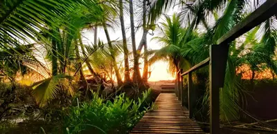 a wooden pathway leading to the beach with palm trees at Ocean Forest Ecolodge in San Pedrillo