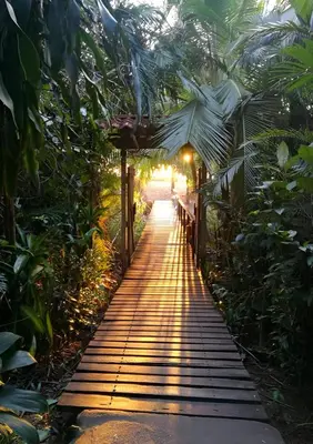 a walkway in the middle of a forest with trees at Ocean Forest Ecolodge in San Pedrillo