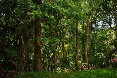 a wooded area with trees and green grass at Cabañas Lys in Monteverde Costa Rica