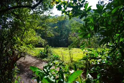 a dirt path through a lush green field at Cabañas Lys in Monteverde Costa Rica