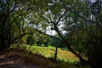 a dirt road in a field with trees and a fence at Cabañas Lys in Monteverde Costa Rica