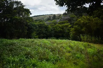 a field of grass with trees in the background at Cabañas Lys in Monteverde Costa Rica