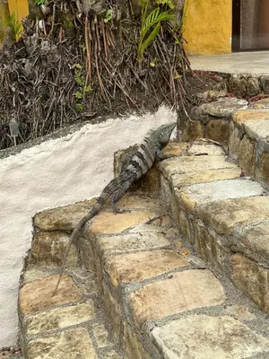 a lizard is laying on a stone wall at Hospedaje Colibri in Manuel Antonio
