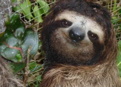 a three toed sloth standing next to a plant at Beach Guesthouse in Manuel Antonio