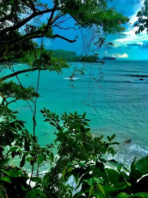 a view of the ocean through the trees at Beach Guesthouse in Manuel Antonio
