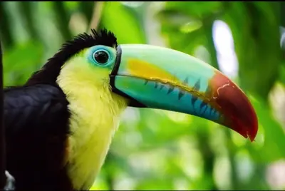 a toucan with a colorful beak at Beach Guesthouse in Manuel Antonio