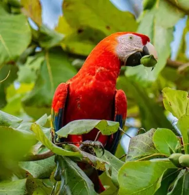 a red parrot is sitting on a tree branch at Jungle Bungalow in Drake Bay in Drake