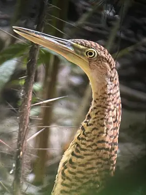 a close up of a bird with a long beak at Jungle Bungalow in Drake Bay in Drake