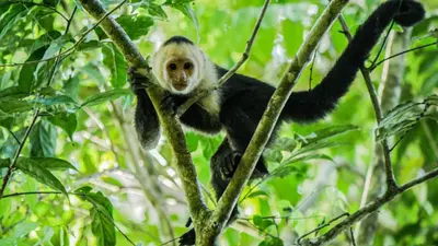 a black and white monkey on a tree branch at Jungle Bungalow in Drake Bay in Drake