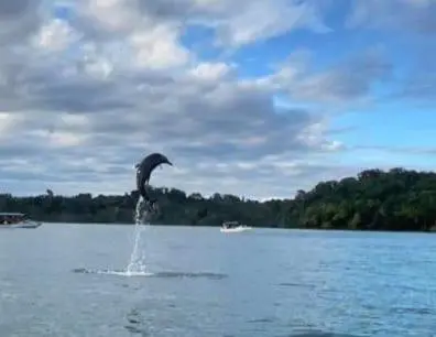 a dolphin jumping out of a body of water at Jungle Bungalow in Drake Bay in Drake