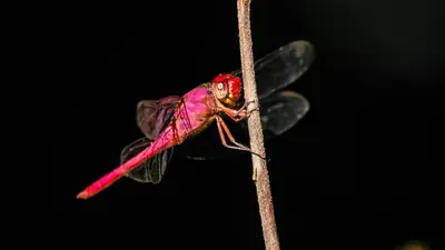 a dragonfly is sitting on a stick at Jungle Bungalow in Drake Bay in Drake