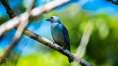 a blue bird perched on a tree branch at Jungle Cabin in Drake Bay in Drake