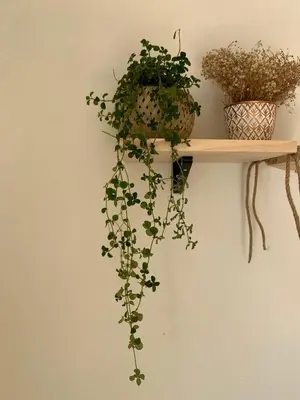 a shelf with a plant on a wall at Casa Buda Liberia Cerca del Aeropuerto in Liberia