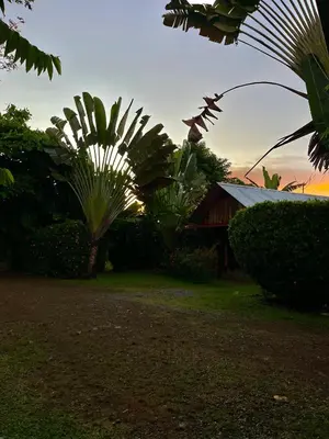 a house with a palm tree and a building at Ballena Oasis Homes & Glamping in Uvita