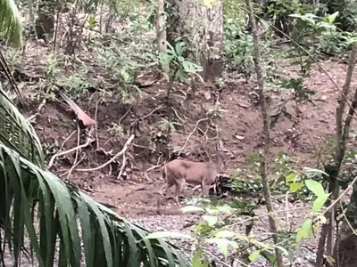 a brown animal standing in the middle of a forest at Donde Familia Manito in Paquera