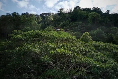a house on top of a hill with trees at ACHIOTÉ Architectural Gem - Adults Only in Uvita