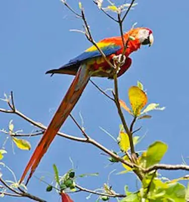 a colorful bird perched on top of a tree branch at Unique 5 Architectural Homes, Pool & Wi-Fi in Lagunillas