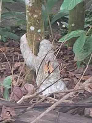 a group of twigs on the ground next to a tree at Guapote Lodge in Tigra