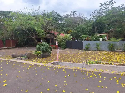 a street with yellow flowers on the road at Guapote Lodge in Tigra