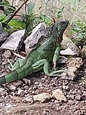 a green lizard statue sitting on some rocks at Guapote Lodge in Tigra