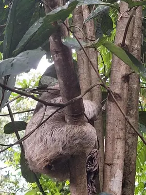 a bird nesting in a nest in a tree at Guapote Lodge in Tigra