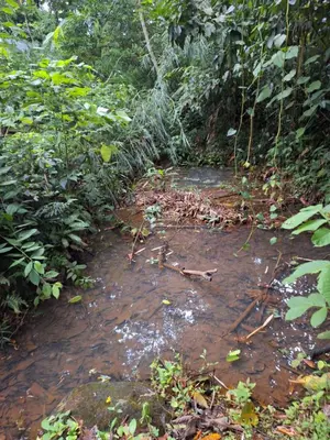 a creek in the middle of a forest at Guapote Lodge in Tigra
