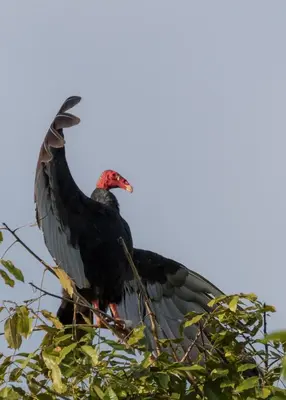 Gallery image of House of the Macaws in Tarcoles