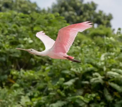 Gallery image of House of the Macaws in Tarcoles
