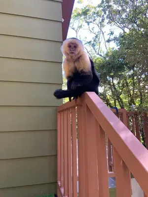 a monkey sitting on the railing of a house at Casas Clusia in Monteverde Costa Rica
