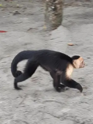 a monkey running on the ground in the dirt at Cabinas Chazu #2 in Quepos