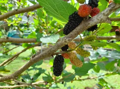 a bunch of black berries on a tree branch at Bungalows Baobab in San Isidro