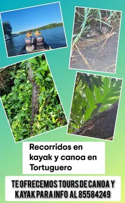 a collage of pictures of a river with a boat at Apartamentos Caimán 3 in Tortuguero